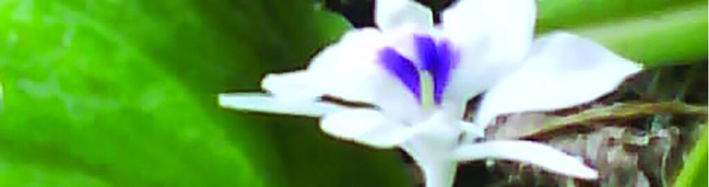 flower -gandha shati-crop-u991 2