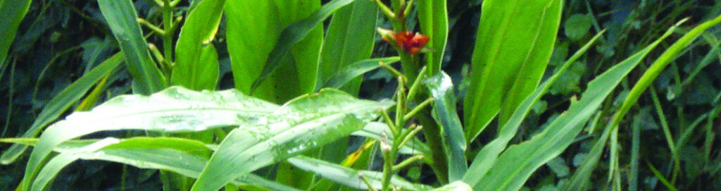 amragandhi haridra (curcuma aromatica )plant with flowers - 1-crop-u902